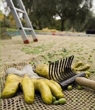 Raccolta olive peranzana
